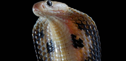 Tout va bien, cet automobiliste a juste un cobra dans le moteur