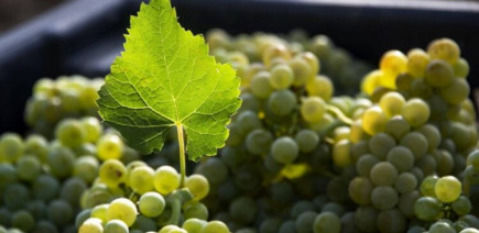 Ivre au volant de sa voiture dans les vignes, il voulait "observer la pousse du raisin"