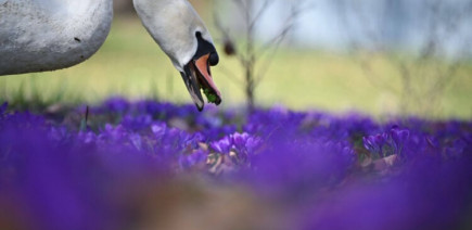 Carambolage de poids lourds sur l'autoroute à cause... d'un cygne