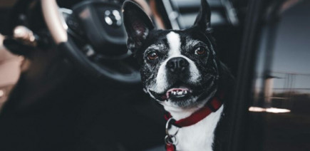 Vol de voiture avec un chien à bord : une pause cigarette tourne à la frayeur à Tarbes