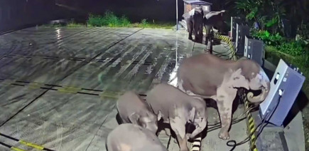 Cette station de recharge électrique a été détruite par… des éléphants
