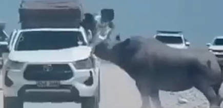 Attaqué par un rhinocéros, ce conducteur n’a pas eu la bonne réaction